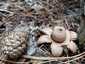Hármas csillaggomba (Geastrum michelianum), Budai-hegység